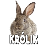 • KRÓLIKI